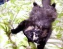 うちの猫がだらしない