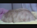 TEN　2012/2/27　猫配信のテスト　in ニコ生