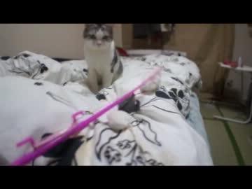 ツンギレのうちの猫はネズミ狩りがお上手