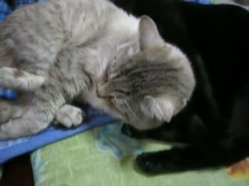 猫を枕にする猫