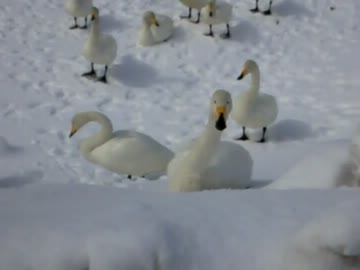 散歩中に白鳥