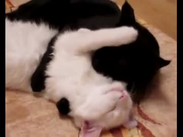 ラブラブな猫カップル