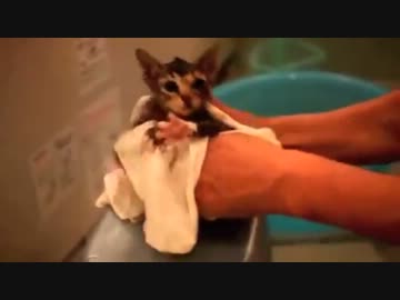 ぬこぬことぬこ好きのお父さん溺愛風呂