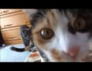 ねこ釣り堀