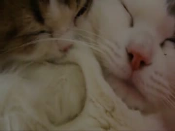 よせあつめ♪激かわゆすなぬこ！ぬこ！ぬこ！