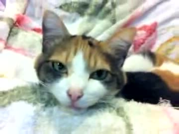 三毛猫　媚び媚び