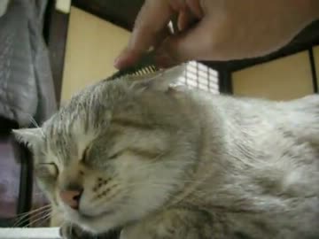 新ブラシ猫
