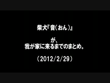 柴犬「音（おん）」Part.0 - ニコニ・コモンズ