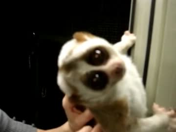 苦戦の末勝利した淫夢くんRK