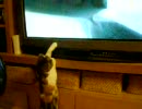 テレビ猫