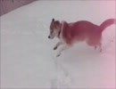 雪だ！雪だーーー！！
