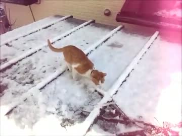 たまの雪デビュー