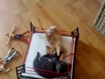 ねこレスリング