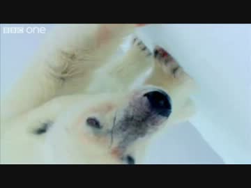【北極の】シロクマにスパイカメラが迫る まとめ【もふもふ】