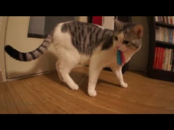 ツンギレのうちの猫がおもちゃを咥えて返してくれない