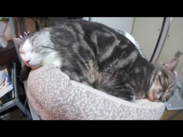 ツンギレのうちの兄猫が弟に尻にしかれている