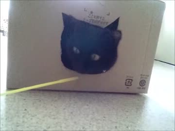 猫穴開けちゃいました