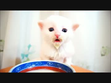 子猫のミルクの豪快な飲みっぷりが可愛すぎる