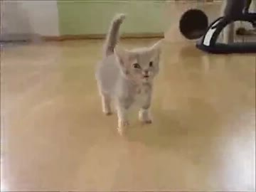 【殺人】よちよち子猫【毛玉】