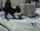 うちの仔犬その３