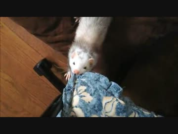 フェレットの歯石を取ってみた