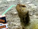 ストローで器用にジュースを飲むイグアナ