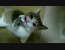 ＜猫＞食い下がるミケコ