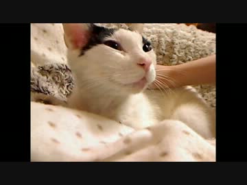 猫さんがシロさんに話しかけているようです