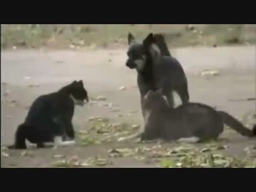 猫の喧嘩を止めに入る犬