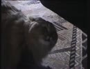 ねるねるねるねと鳴く猫