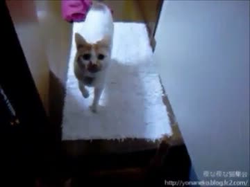 【夜な猫】ただいま～♪ご飯ですよ～♪ 帰宅すると迎えに来てくれる猫達