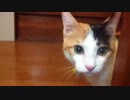 うちの猫が「持ってこい」をマスターした