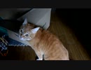 ダンボール箱と戯れる猫