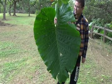 トトロの持っている雨傘を探してきた