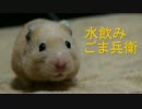 【ハムスター】ごま兵衛の日常vol4