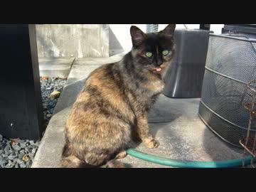 3年目のジムカーナ　【1st】