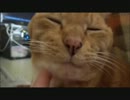 ネコさんが甘えてきたので弄ってみる