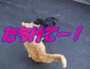05.10.19お散歩Stroll