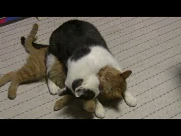 ちゃとらとはちわれ　２０１２　八つ当たり