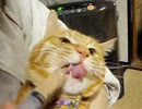 07.3.13ライオン食い.Lion eating