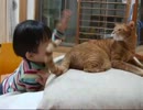 父親的とも言える猫のお仕置き