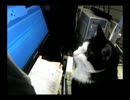 あにまるびでお（KCE非公開動画１）