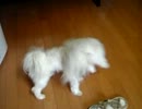120302_105034.3gp毎日毎日いたずらばっかりのそら君