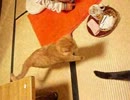 08.2.12餌待ちKURISU impatient for food.