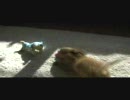 チョコ、おもちゃに興奮～