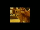 09.9.14栗歯磨き粉付いてるよKURISU! Toothpaste stinks.