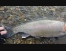 2012.3.4 岐阜県M川本流釣行.mp4
