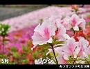 四季の花　2011　その３