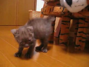 ちびねこがびびりまくる