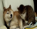 愛犬と愛ネコの微笑ましい動画